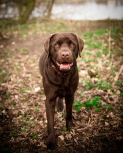 Cokoladni labrador