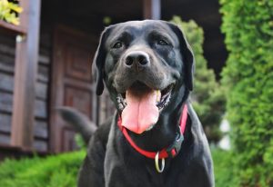 Crni labrador retriver
