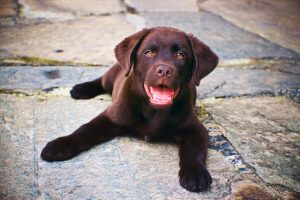 Stene labradora