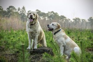 Dva labradora