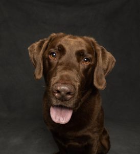 Čokoladni labrador retriver