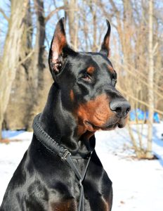 Glava dobermana