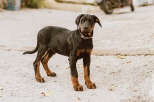 Štene dobermana
