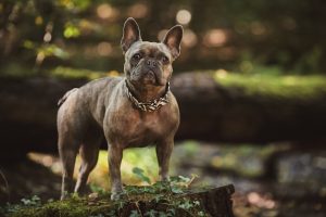 Tigrasti francuski buldog