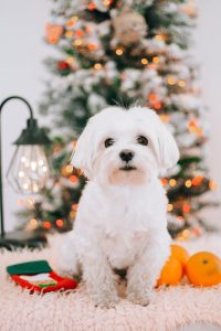 Beli maltezer kod novogodisnje jelke