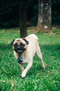 Mops - Pug