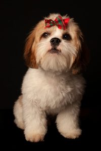 Shih Tzu