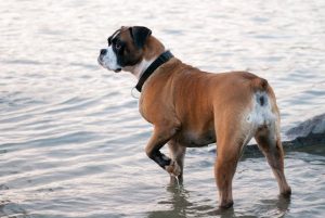 Boxer