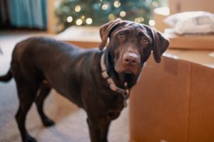 Cokoladni labrador