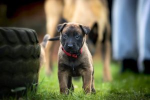 Štene malinoe